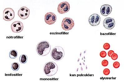 2. Kan Hücreleri (Şekilli Elementler) Kan hücreleri, plazma dışında kalan