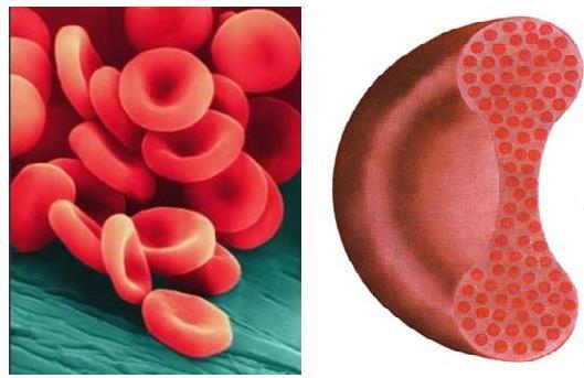 2.2.1. Eritrositler (Alyuvarlar) Eritrositler, yapılarında oksijen taşıyıcı hemoglobin bulunduran bikonkav görünümlü kan hücreleridir.