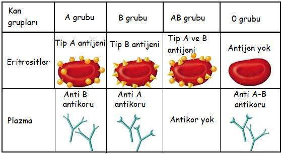 2.6.2. Rh Faktörü Tablo 2.2: Kan gruplarının ihtiva ettikleri antijen ve antikorlar Kan transfüzyonunda diğer önemli bir unsur, Rh faktörüdür. Rh faktörü eritrositlerde bulunan bir antijendir.
