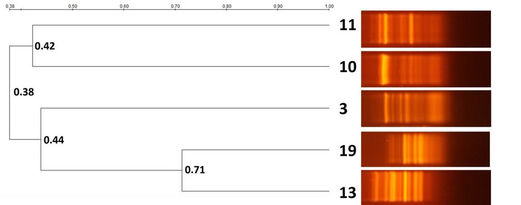 protein) skc (streptokinaz) mig (Mig protein)