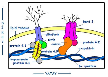 band 3 ile birleşirler. Band 3 aynı zamanda membranın su ve anyon transportunu da düzenleyen bir proteindir (Smedley ve ark. 1991, Timur 2001).
