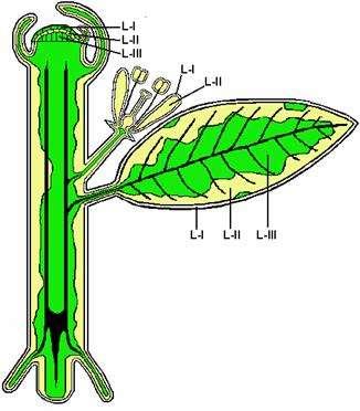 Meristem hücre tabakalarının bitkide oluşturduğu dokular