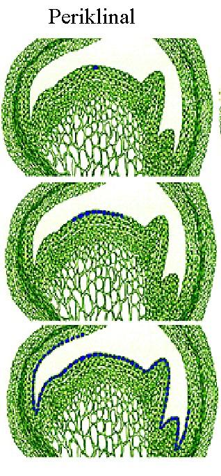 Periklinal kimerik yapılar Periklinal kimeralar bahçe bitkilerinde en çok bilinen en