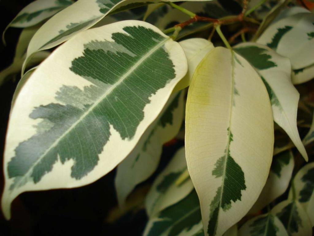 ÖRNEK: Ficus benjamina da yapraktaki plastid geninde meydana gelen periklinal