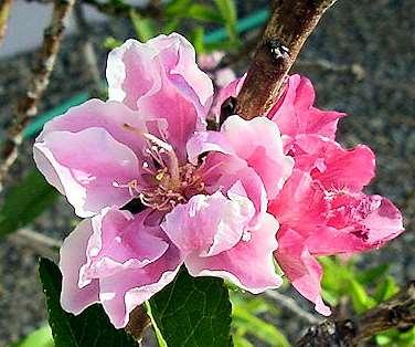 Peach Tree (Prunus