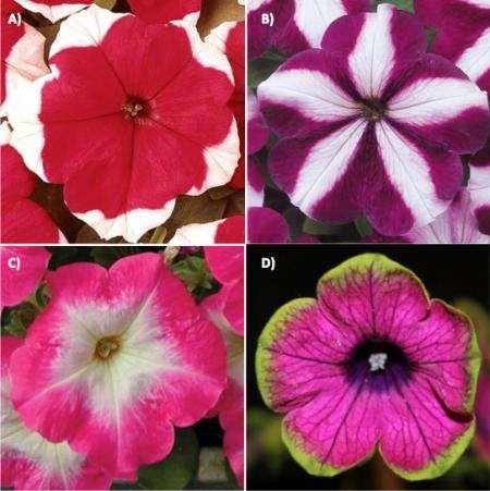 ÖRNEK: Petunaya da renk deseni Petunya doğal olarak iki renkli çiçeklere sahiptir ve 3 standart renklenme deseni bulunur.
