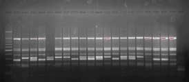 Yaklaşık 190 bp uzunluğunda DNA bandı dayanıklı ebeveynde olmadığı halde duyarlı ebeveynde görülmüştür. Bu polimorfik bandın F 2 bireylerinde açılım gösterdiği belirlenmiştir.