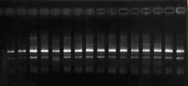 4. BULGULAR VE TARTIŞMA Zübeyir DEVRAN Q05 RAPD primeriyle yapılan PCR sonuçlarına göre hem ebeveynler (R ve S) hem de F 2 bireylerinde 2 tane DNA bandı elde edilmiş, fakat aralarında farklılık