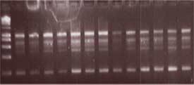 4. BULGULAR VE TARTIŞMA Zübeyir DEVRAN M R S F 2 bireyleri 200 bp Şekil 4.23.