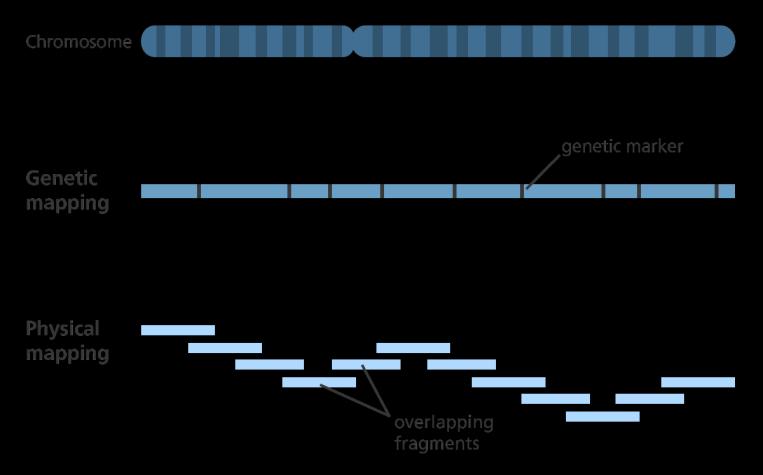 İnsan Genlerinin Haritalanması ve İnsan Genom Projesi İGP de kontiglerin oluşturulmasında STS önemli bir strateji olmuştur. http://www.yourgenome.