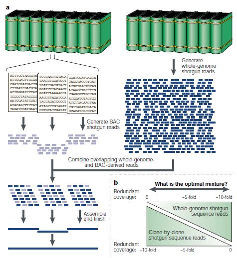 Nature Reviews Genetics. 2:573-583.