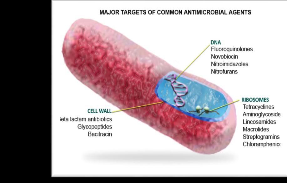 Antibiyotiklerin Etki Şekilleri 1. Hücre duvarı sentezinin engellenmesi Beta laktam, Basitrasin, Vankomisin, Novobiosin 2.