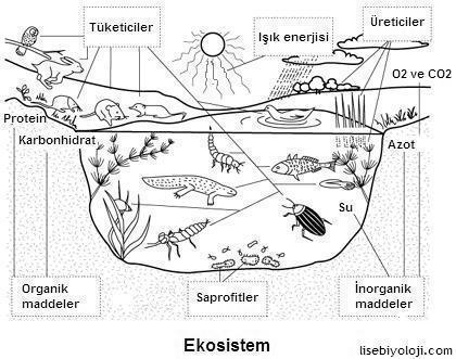 Ekosistem Belli bir bölgede yaşayan ve birbirleriyle devamlı etkileşim halinde olan canlılar ile bunların cansız çevrelerinin oluşturduğu bütüne ekosistem denir.
