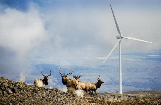 Herbivor Türler Norveç te yabani ve yarıevcil rengeyikleri (Rangifer tarandus) ile yapılan incelemelerde rüzgar türbinleri ve elektrik hatlarından çıkan seslerden