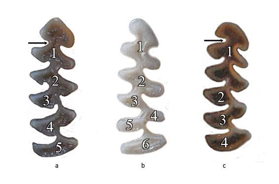 posterior uca yakın labial kısmında belirgin olmayan bir çıkıntı gözlenmiştir. Örneklerin tamamında M 3 ün taç kısmındaki kapalı alan sayısı üçtür (Şekil 4.7). Şekil 4.6 M. (P.