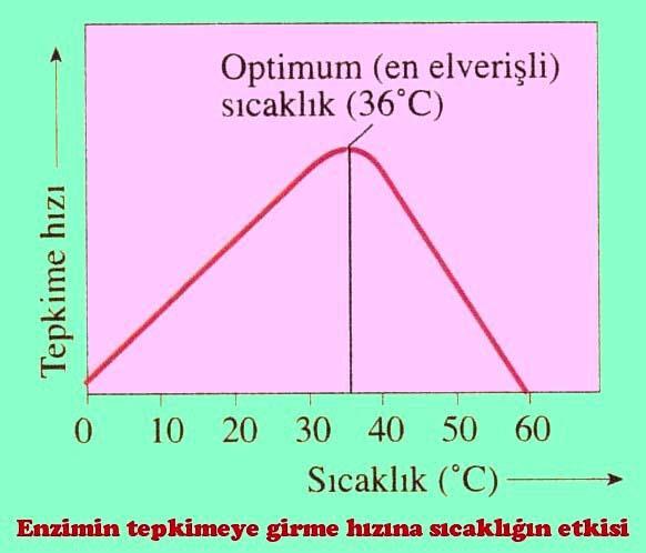 2.1 Abiyotik faktörler - Sıcaklık Sıcaklık hem canlılar üzerinde hem de iklim gibi cansız faktörler üzerinde etkilidir.