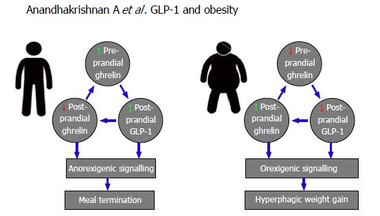 Normal ve sisman kisilerde Gherelin (orexigenic) ve GLP 1