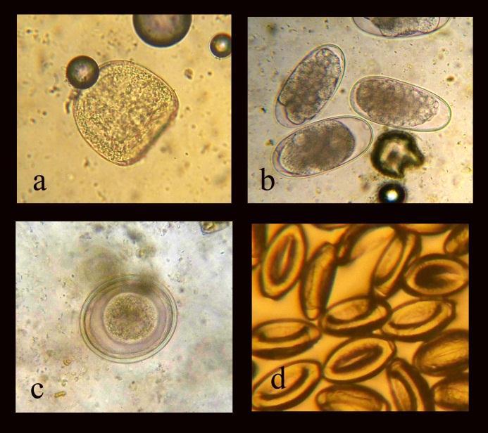 Cyathostominae türleri S. vulgaris S. edentatus S. equinus [Yarış Atlarının Helmintleri] Odak bazında değerlendirildiğinde Strongylidae türlerine 22 odakta (%100), P. equorum a 14 odakta (%63.