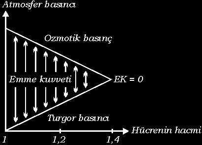 Şekil 2.2.Bir bitki hücresinde osmotik basınç, turgor basıncı ve emme kuvveti değerlerinin değişimi değer potansiyel bir değerdir.