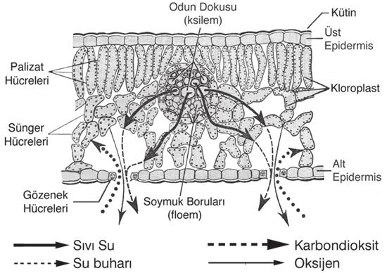 Sol: Sürgün üzerinde lentiseller; orta ve sağ: Lentisellerin