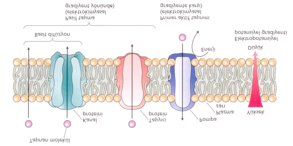 BİTKİ FİZYOLOJİSİ Şekil 2.19. Mineral maddelerin kolaylaştırılmış diffüzyonla pasif yoldan alınışı (sol kısım) aktif yoldan alınışı (sağ kısım) Şekil 2.20.