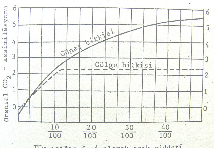Şekil 2.31.Işık şiddeti ve sıcaklık etkisiyle gün içerisindeki fotosentez miktarının değişimi (Kozlowski ve Pallardy, 1996). Gölge yapraklarının ışık istekleri daha azdır.