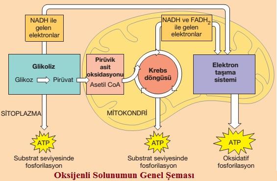 1. Glikolizis: Glikozun parçalanması anlamına gelen glikolizis, glikozun pirüvik asite parçalanmasına kadar olan bir dizi reaksiyonu içerir.