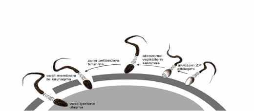 zona pellüsidayı ve oositin plazma membranını geçer. Akrozomunu oosite penetre olmadan önce kaybetmiş olan spermler dölleme yeteneğine sahip değildir (Şekil 4).