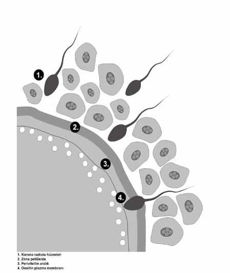 1.Zona pellusida sertleşir ve yoğun bir hal alır. Spermin oositle kaynaşması tamamlandığında bu sertleşme durur. 2.Zona pellusidada bulunan sperm reseptörleri tahrip edilir.