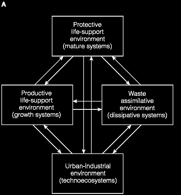 Koruyucu yaşam-destek çevresi (olgun sistemler) Ekosistem gelişimi teorisine göre bölünme Verimli yaşamdestek çevresi (üretime yönelik