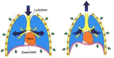 Trachea Kalp Diyafram