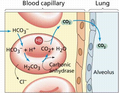 CO 2 nin Bikarbonat