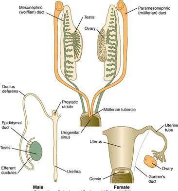 GENİTAL SİSTEM GELİŞİMİNE Genital ductuslar ise her iki GENEL taraftaki BAKIŞ birer çift olan mesonephric ve paramesonephric ductuslardan oluşur.