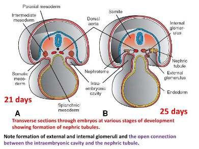 ÜRİNER SİSTEM GELİŞİMİNE GENEL BAKIŞ Ürogenital sistem genel olarak abdominal kavitenin arka duvarında aortanın her iki tarafında intermediate