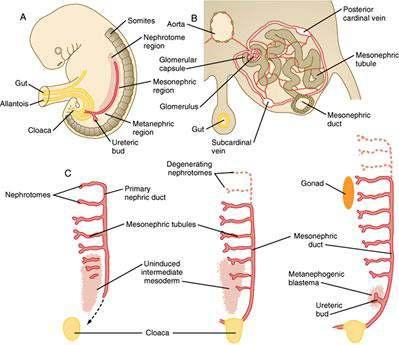 Ürogenital katlantı baştan kuyruğa doğru ana olarak 3 temel tübüler nefrik yapı oluşturur: pronephros, mesonephros, ve metanephros A.