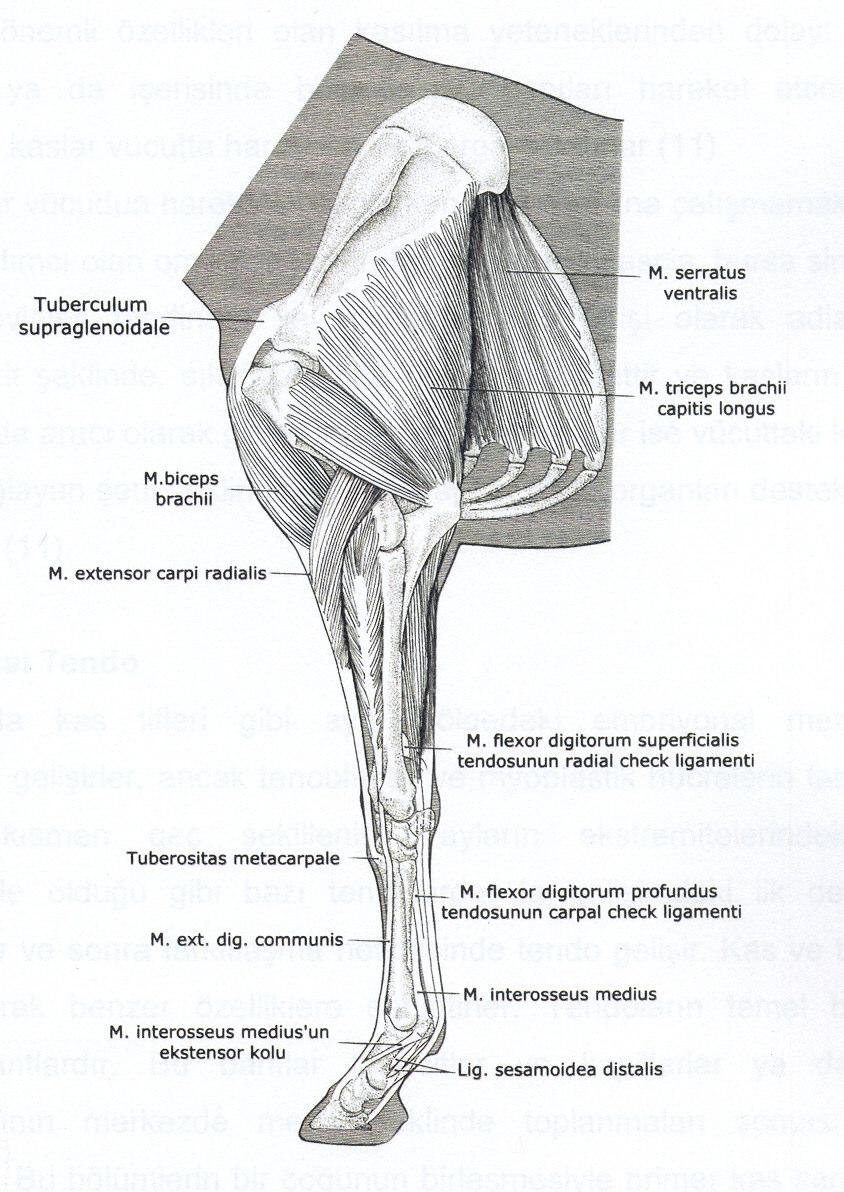 Şekil 1.