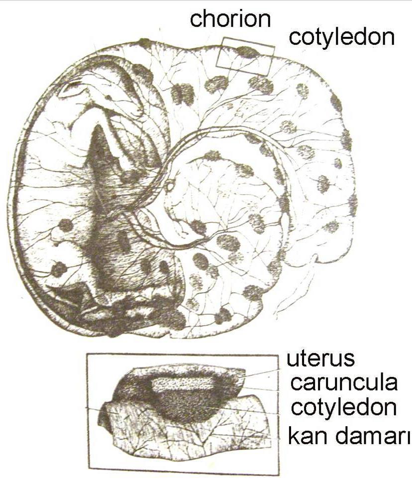 Cotyledon ların karşısındaki endometrium kısımları ise