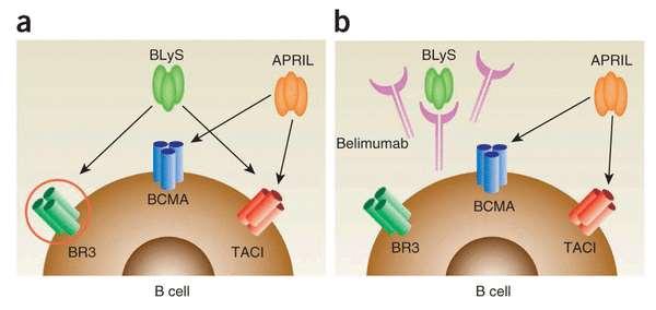 Belimumab