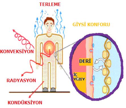 14 her yönde kırmızı ötesi (IR) radyasyon yolu ile olmaktadır. Duvarlar ve diğer cisimlerden de, vücuda doğru IR ışınları yayılmaktadır.