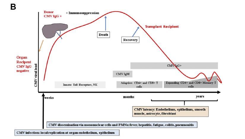 SOT CMV seyri ( D+/R-) Infect