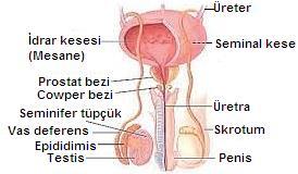 ÜREME SİSTEMİNİN GÖREV YAPI ve İŞLEYİŞİ 11. SINIF ÜNİTE, KONU, KAZANIM VE AÇIKLAMALARI 11.1.7.