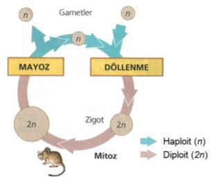 Spermatogenez: Mayoz bölünmeyle erkek üreme organı olan testislerin (erbezlerinin) yapısındaki seminifer tüpçüklerinde spermlerin oluşmasına spermatogenez denir.