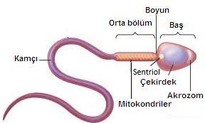 Negatif geri besleme Negatif geri besleme Sperm; baş, orta bölüm ve kamçı olmak üzere üç kısımdan oluşur. Baş bölümünde n sayıda kromozoma sahip çekirdek bulunur. -Başın uç kısmında akrozom vardır.