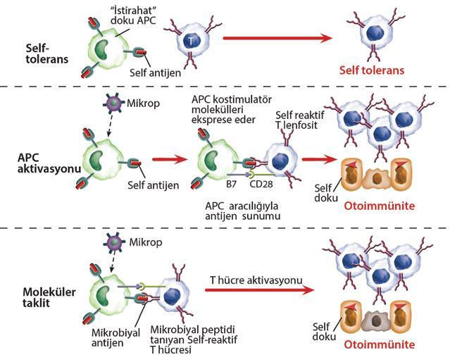 Otoimmünite gelişiminde enfeksiyonların rolü A) Yüzeyinde self-antijen sunan istirahatteki APC lerin kostimülasyon yokluğunda erişkin self-reaktif T hücreler ile karşılaşması söz konusu.