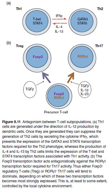 T Hücre Tipleri