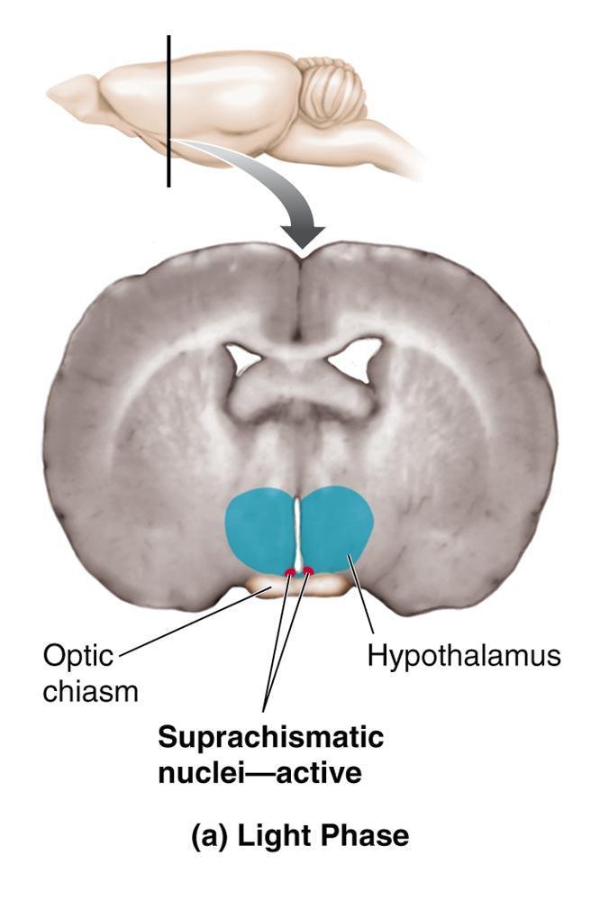 SCN Aktivitesi ve Işık/Karanlık siklusu SCN hem