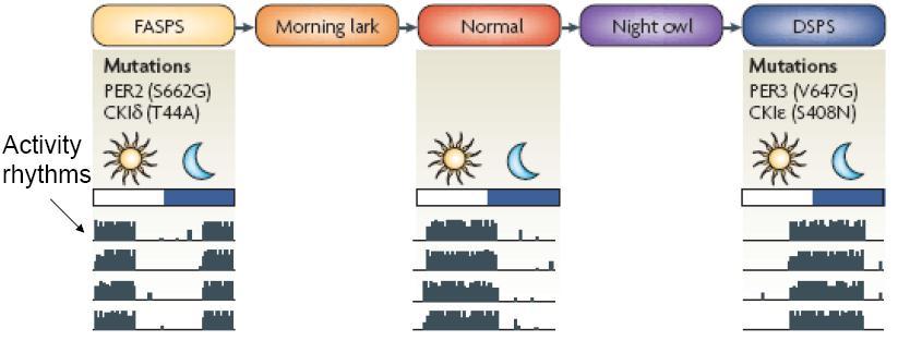 Sirkadyen Ritim Rahatsızlıkları Familial advanced sleep-phase syndrome (FASPS): genetiksel, erken uyku, erken uyanma. Kısa saat periyodu. PER2 deki mutasyondan ileri gelir.