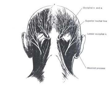 Kafatasının medial bölümünün posterior bölümünü innerve eder. Küçük oksipital sinir 2. ve 3.