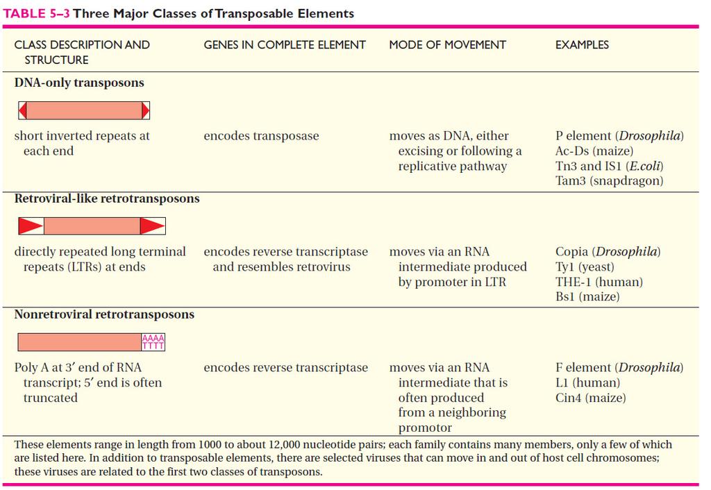 Transpozon Çeşitleri Handan Cebeci, BYM613- Company 2012 sunumundan Logo rdna için i in temel basamaklar Doku yada hücreden h DNA izole edilir; PCR ve/veya Restriksiyon Enzimleri kullanılarak larak