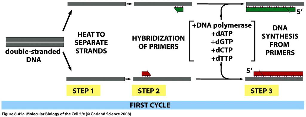 Hibridizasyon (Annealing) (50-70 C) : Primerlerin uygun sıcaklıkta hedef DNA